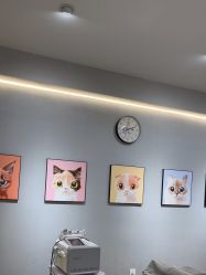 -洗脸猫·洗脸吧