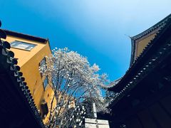 -龙华素斋(龙华路店)