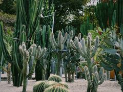 -深圳仙湖植物园