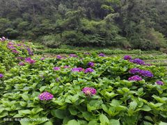 -鼓岭旅游度假区