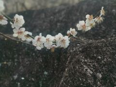 -广州市流溪河国家森林公园