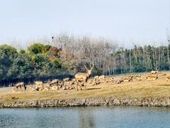 -溱湖国家湿地公园
