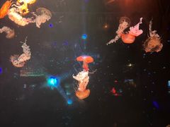 -哈尔滨波塞冬海底世界