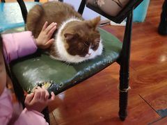 -猫小院猫主题咖啡厅(北锣店)