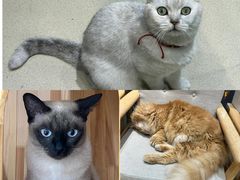 -藏猫猫咖啡主题馆(中央大道店)