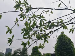 -重庆彩云湖湿地公园