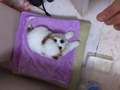 -瑞派宠物医院·24h·骨外科·皮肤科·全科宠物医疗转诊中心(沈阳浑南院)