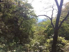 -王顺山国家森林公园