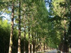 -黄海国家森林公园