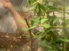 -上海昆虫博物馆