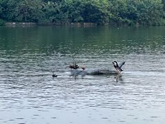 -海珠湖公园