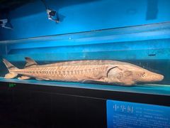 -国家自然博物馆