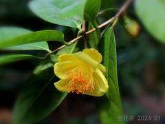 -中国科学院华南植物园