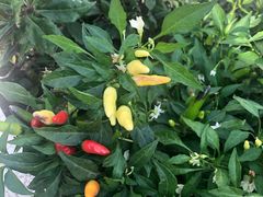 -上海多利农业发展有限公司