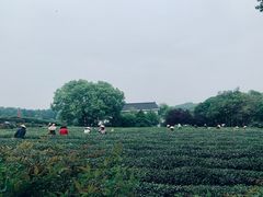 -中国茶叶博物馆(双峰馆区)