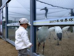 -盐城丹顶鹤湿地生态旅游区