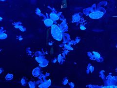 -烟台海昌鲸鲨海洋公园