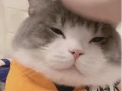-犀牛家猪排