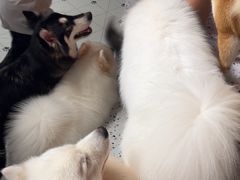 -毛绒耶耶撸宠馆·猫咖·狗咖·荷兰猪咖