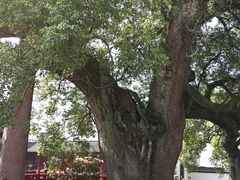-新安江山水画廊风景区