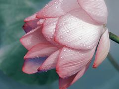 -洪湖生态旅游区