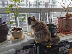 -美联众合爱康动物医院•复杂内科•肿瘤科•牙科•腔镜诊疗中心
