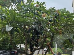 -王记姚家味·地道苏帮菜(凤凰街店)