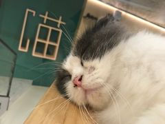-飞行喵MR PILOT|猫舍·猫咖(静安大融城店)