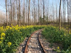 -合肥滨湖国家森林公园