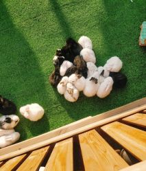 -萌宠亲子动物乐园(槐房万达店)