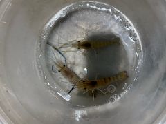 -粮心小农·大头虾亲子生态园(长发店)