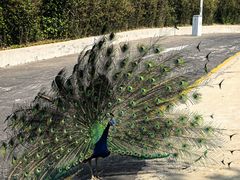 -西霞口神雕山野生动物世界