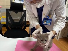-北京观赏动物医院·24小时大型综合·猫专科·异宠专科