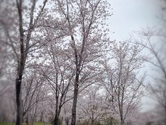 -顾村公园