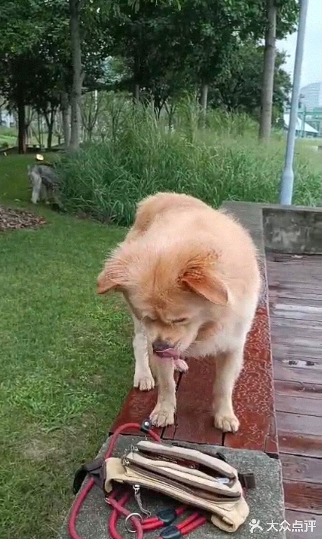 [胜利]So Lucky 太感谢Manner啦 🐶有福啦[调皮]