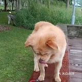 [胜利]So Lucky 太感谢Manner啦 🐶有福啦[调皮]