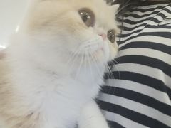 -飞行喵MR PILOT|猫舍·猫咖(静安大融城店)