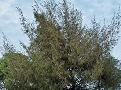 -汕尾风车岛