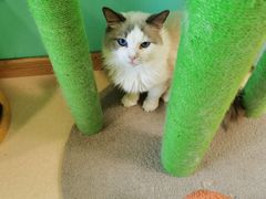 -猫在这儿猫咪咖啡馆·撸猫馆