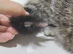 -艾贝尔宠物医院·24H转诊中心·肿瘤猫专科(江宁双龙店)