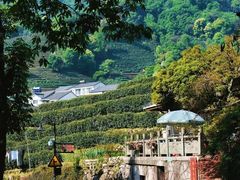 -十八棵（老龙井）御茶园(老龙井店)