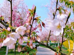 -古柏渡飞黄旅游区