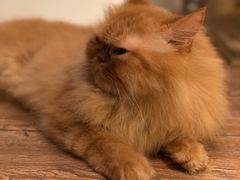 -more than meow吴止猫主题餐厅(承德 中船汇店)