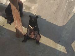 -东方熊牧场