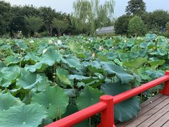 -鹅湖玫瑰文化园