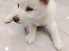 -柴犬小屋·柴餐厅·狗咖食堂(金鼎广场店)