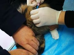 -纳吉亚猫专科动物诊疗中心(蒋宅口分院)