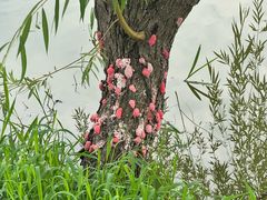 -金谷域澳洲庄园