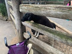 -费瑟代尔野生动物园