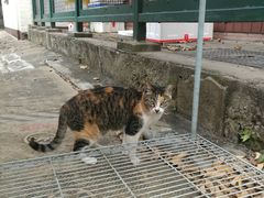 -大澳